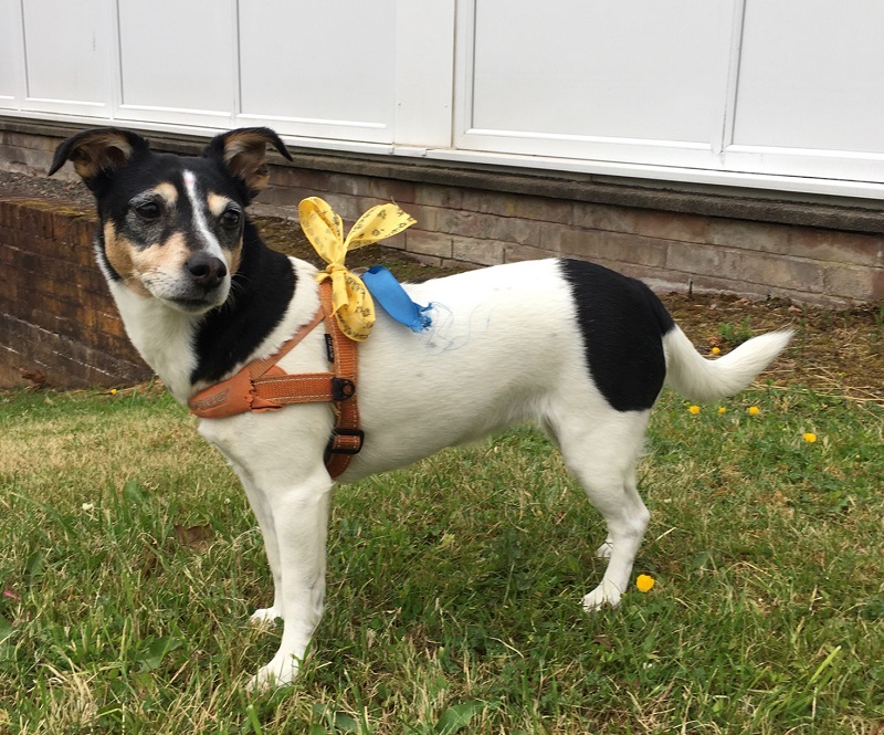 Charity fundraising for Ukraine